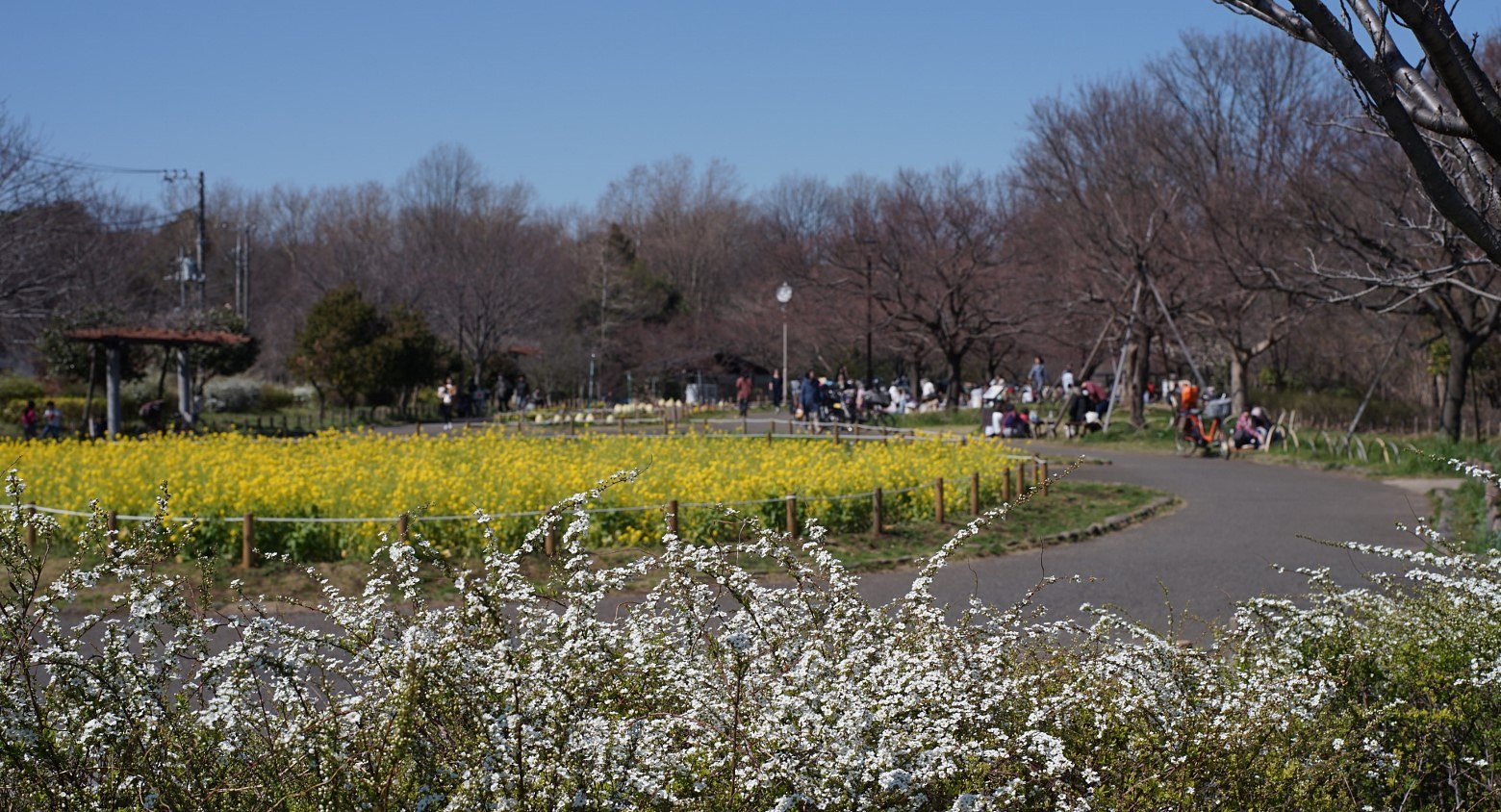 菜の花畑で・・・