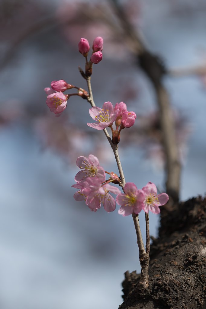 EF180mm F3.5 L MACRO