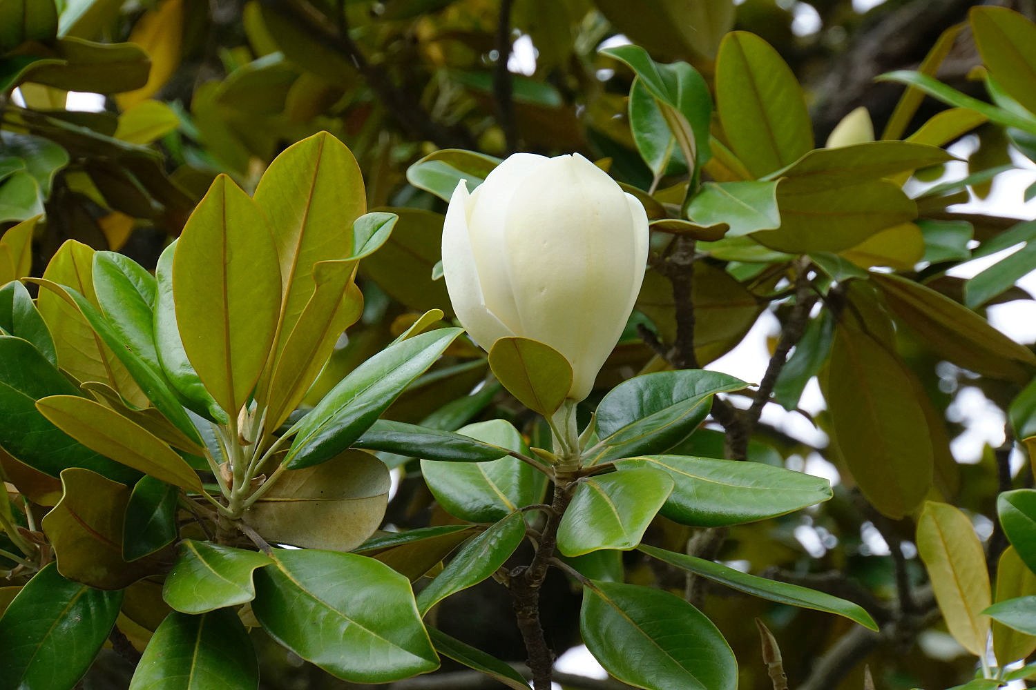 咲き始めのタイサンボクの花