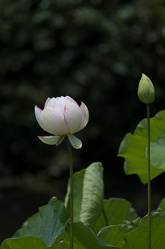まだ蕾