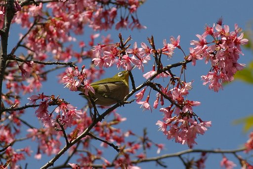 本当に花が好き