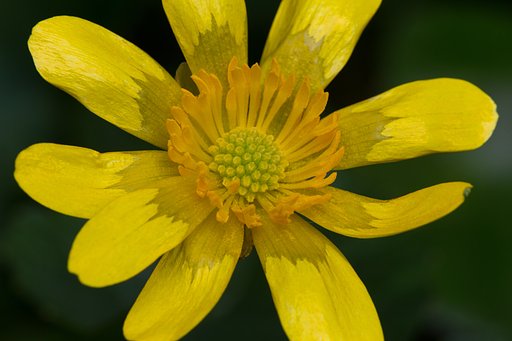 EF180mm F3.5 L MACRO