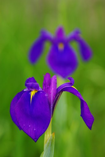 幻の花といわれています