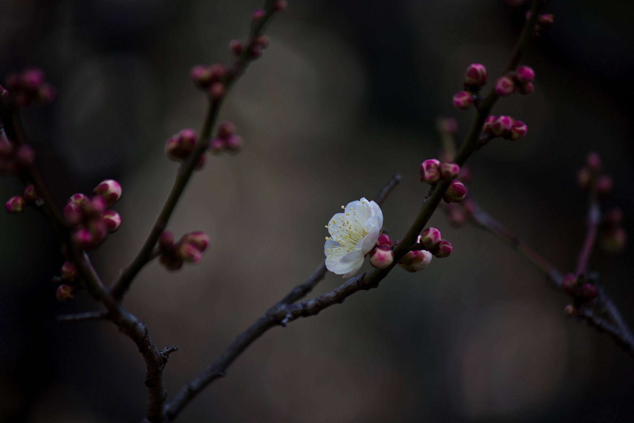 春の始まり赤額の白梅