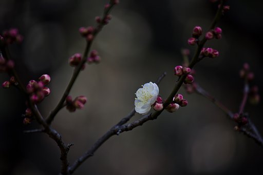 春の始まり赤額の白梅