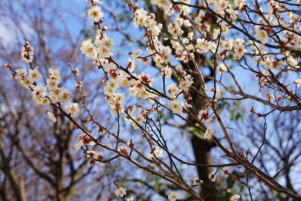 白梅