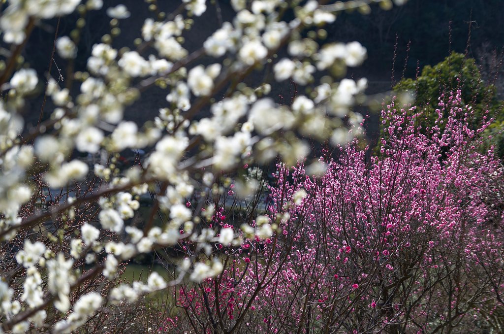 TAMRON SP AF 17-50mm F-2.8