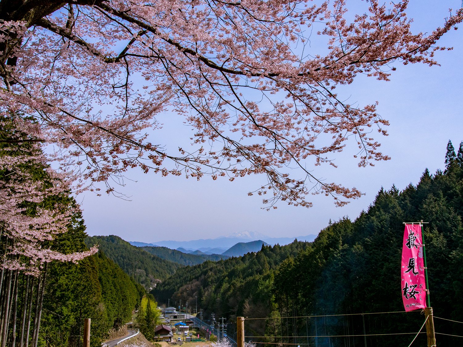 嶽見桜