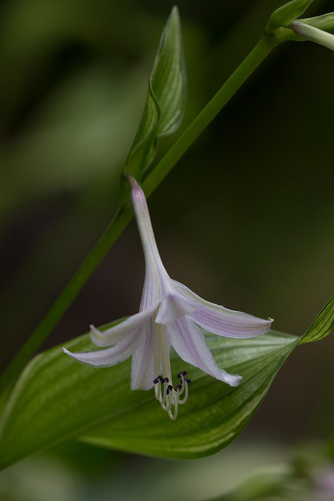 EF180mm F3.5 L MACRO