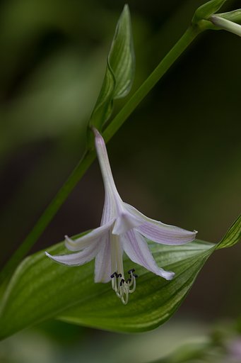 EF180mm F3.5 L MACRO