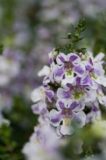 PENTAX-D FA MACRO 100mmF2.8