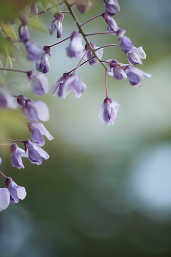 Y/C S180mmF2.8MMG 