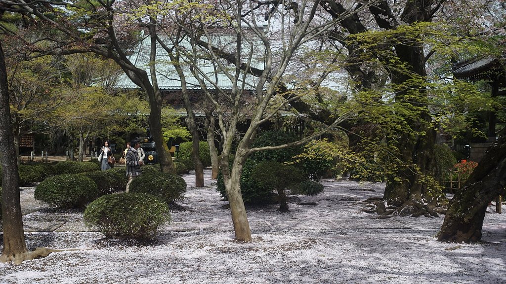 色は匂えへど
