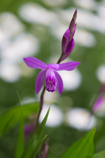 EF100mm F2.8 L MACRO