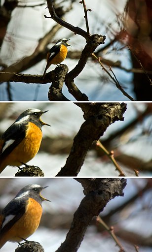 現像比較（エレメンツ＆picasa）囀るジョウビタキ♂