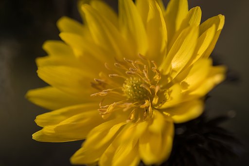 EF100mm F2.8 L IS MACRO