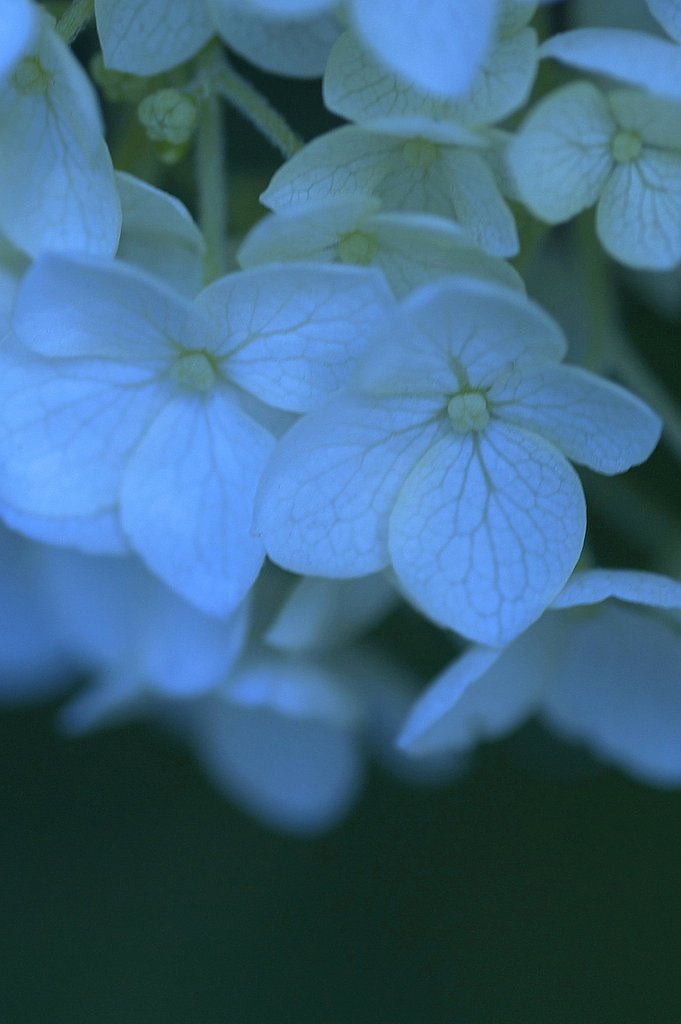 アナベル（西洋紫陽花）