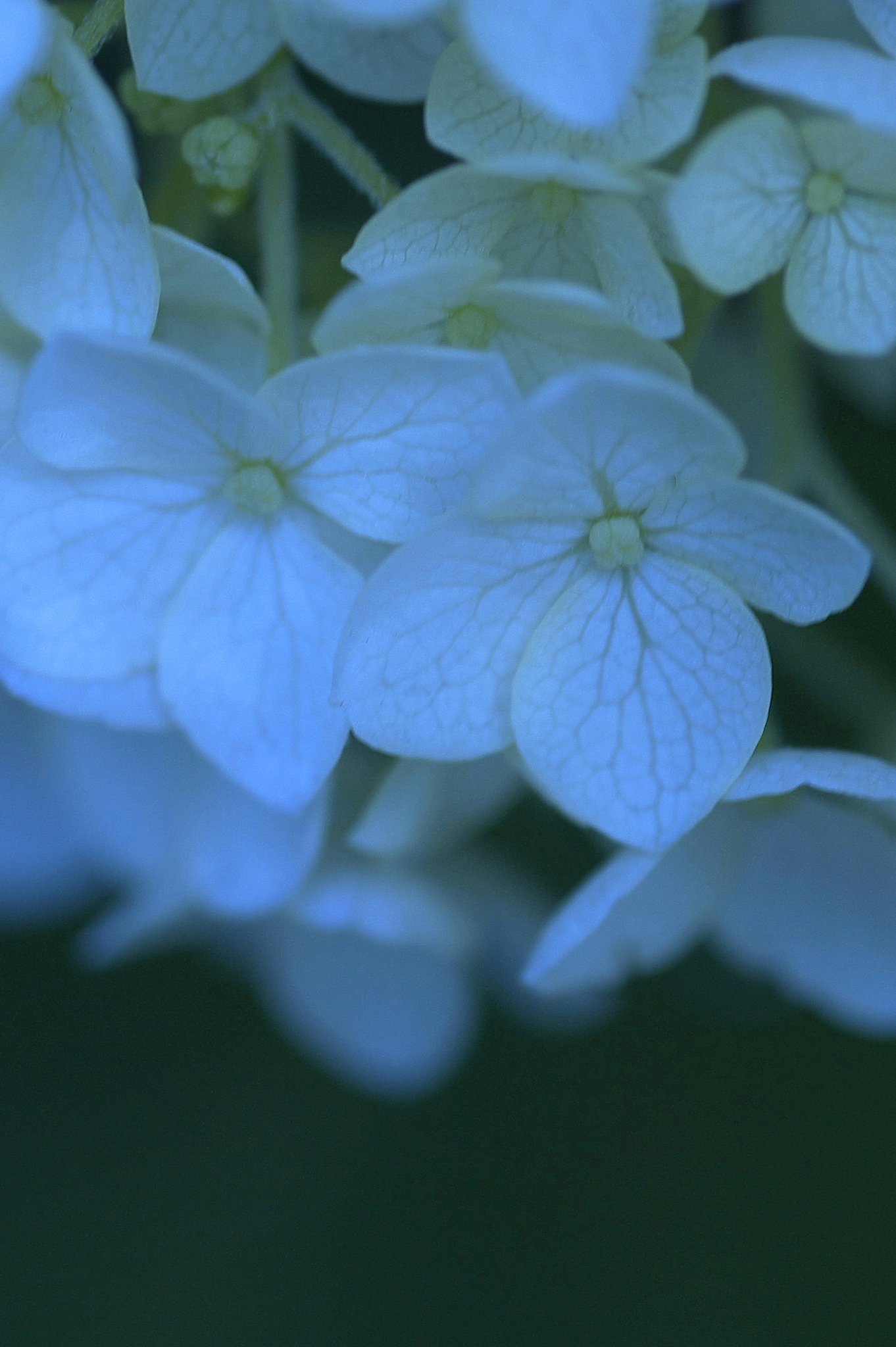 アナベル（西洋紫陽花）