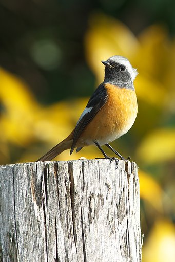 久しぶりに鳥撮り
