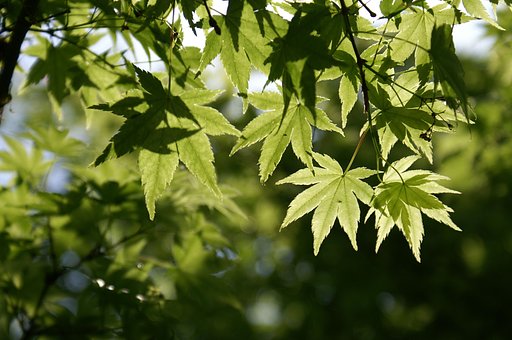 輝く葉