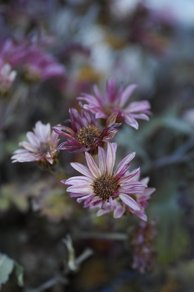SIGMA dp3quattro 50 2.8