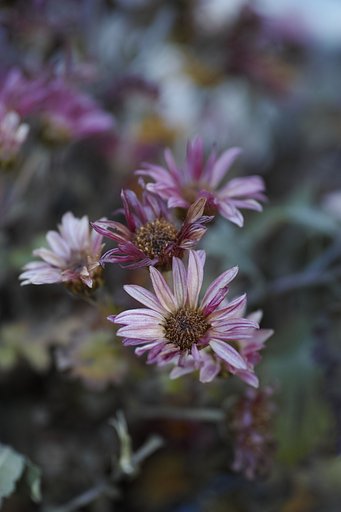 SIGMA dp3quattro 50 2.8