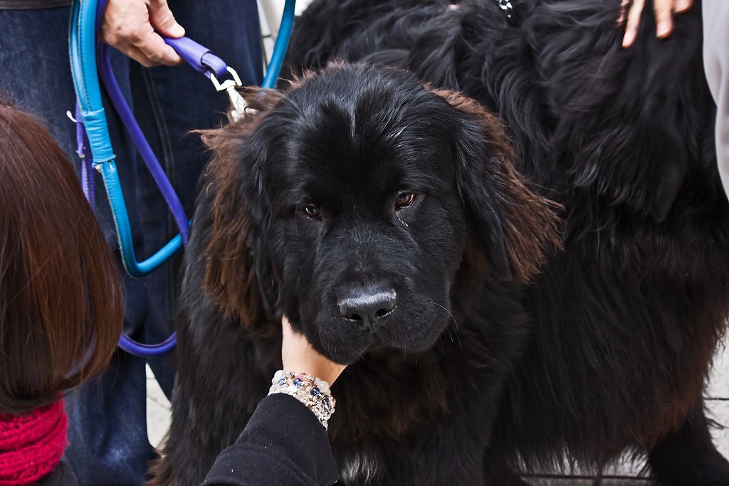 おっきなクロ犬