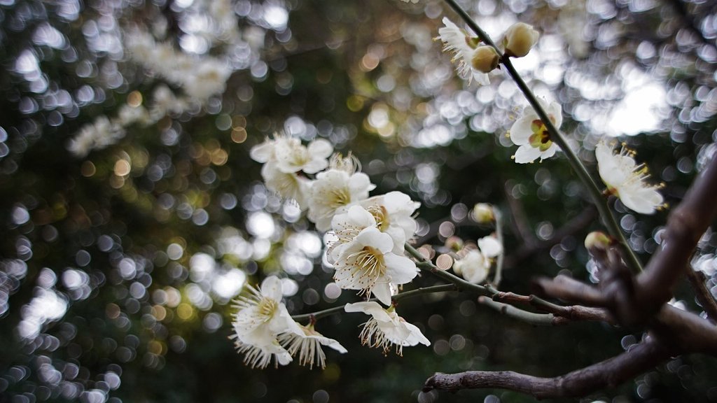 西福寺の白梅