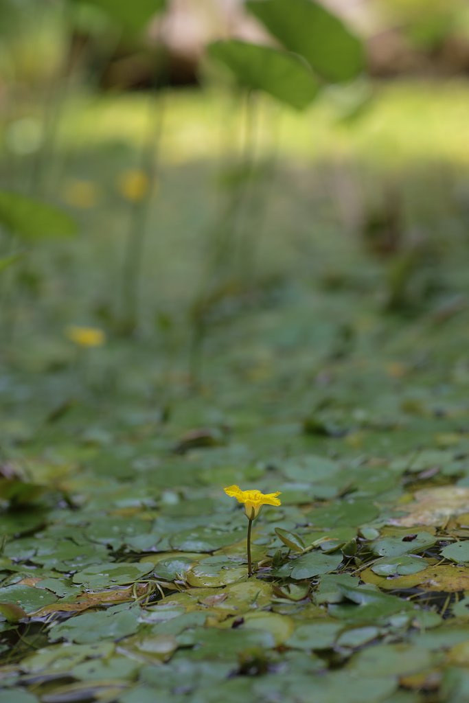 Y/C P85mm F1.2AEG(50th)