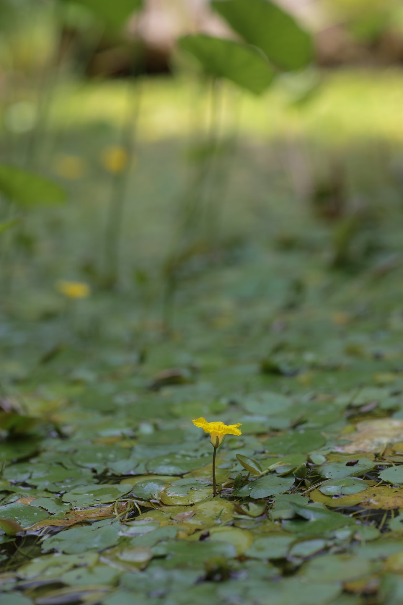Y/C P85mm F1.2AEG(50th)