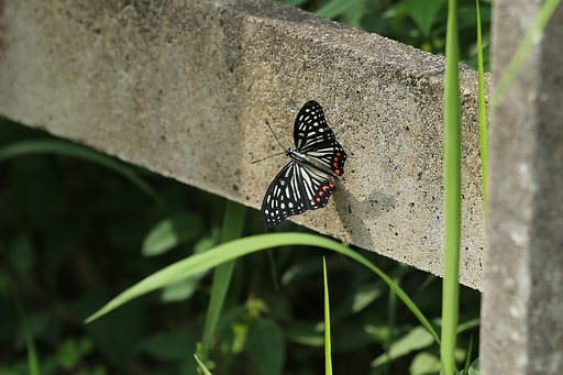 東京に棲みついた南方の蝶（その２）
