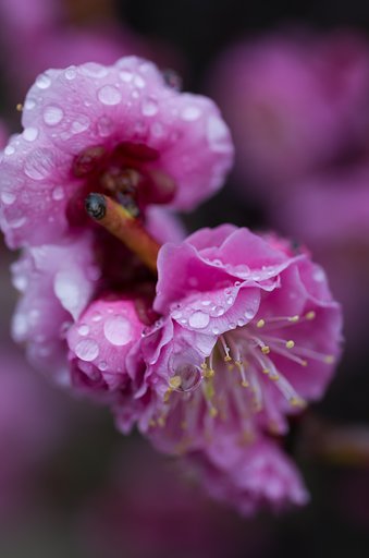 SIGMA MACRO 70mm F2.8