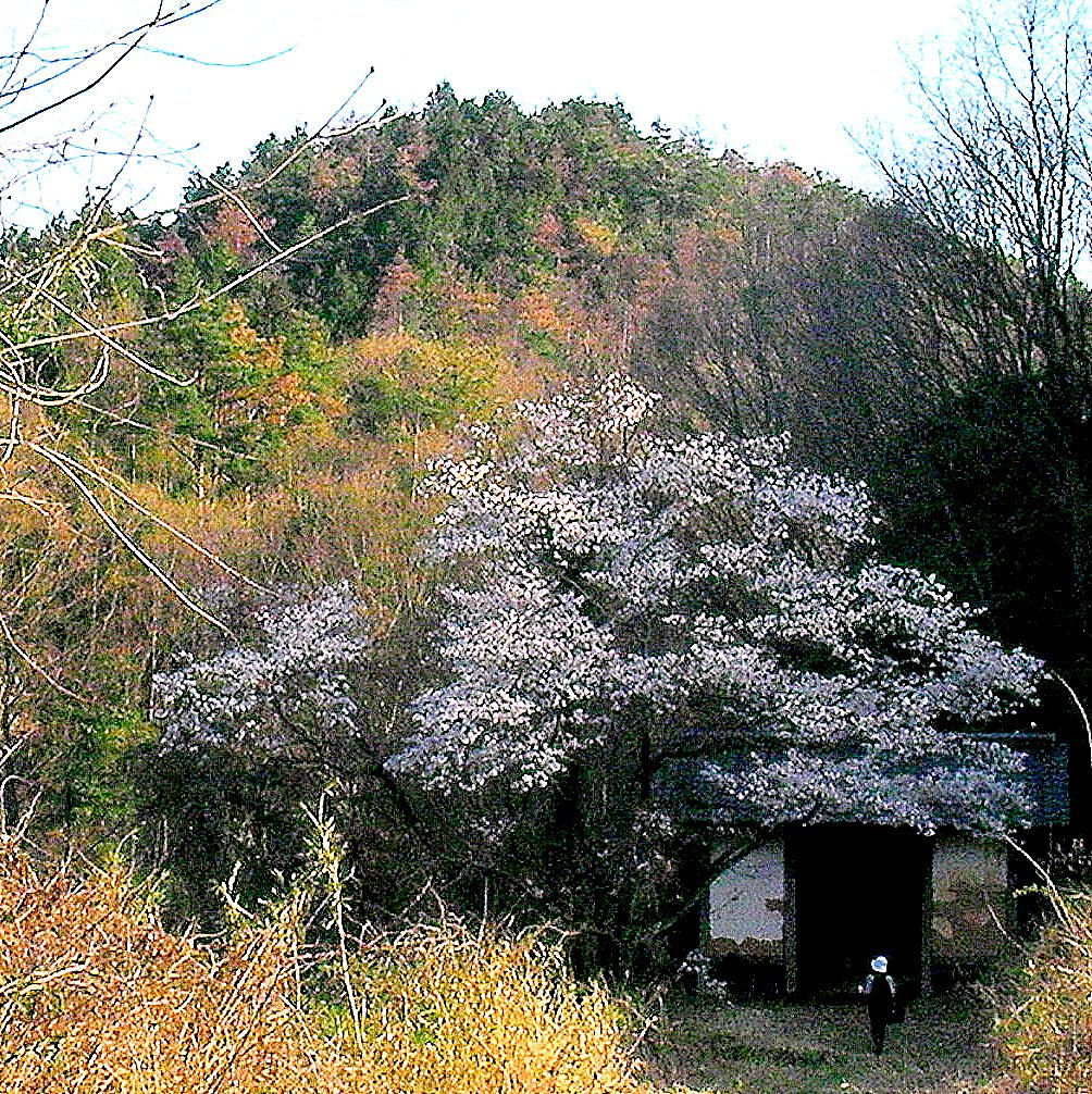 【古】　棒澤寺の山門