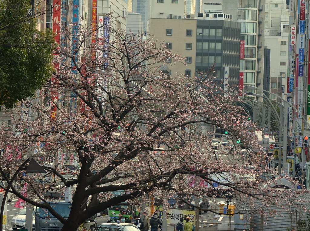 上野公園の桜