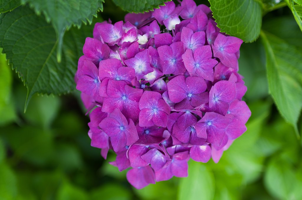 SIGMA 30mm F1.4 DC HSM