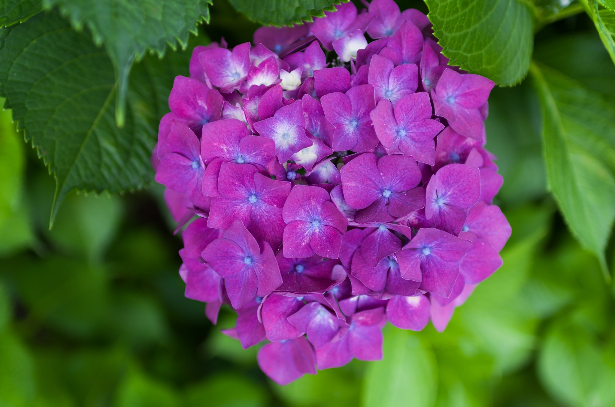 SIGMA 30mm F1.4 DC HSM