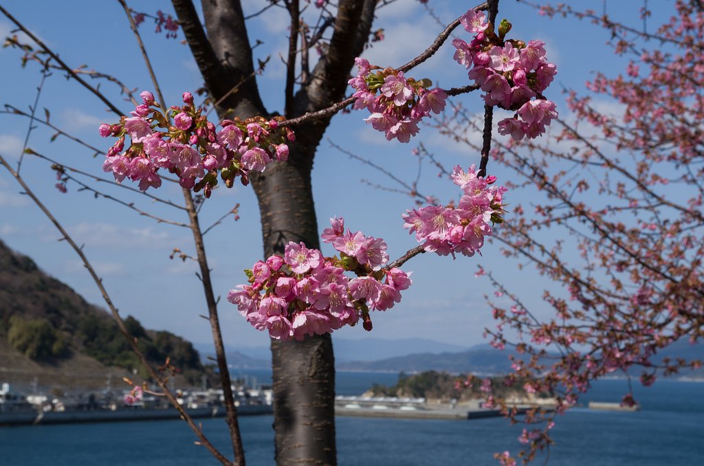SIGMA 17-70mm F2.8-4 DC MACRO