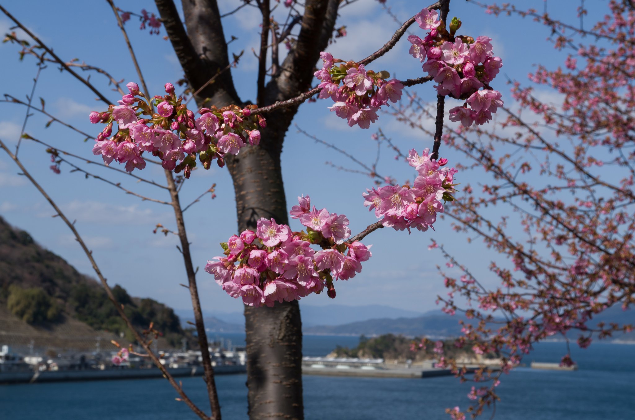 SIGMA 17-70mm F2.8-4 DC MACRO