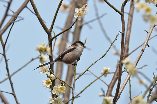 エナガ