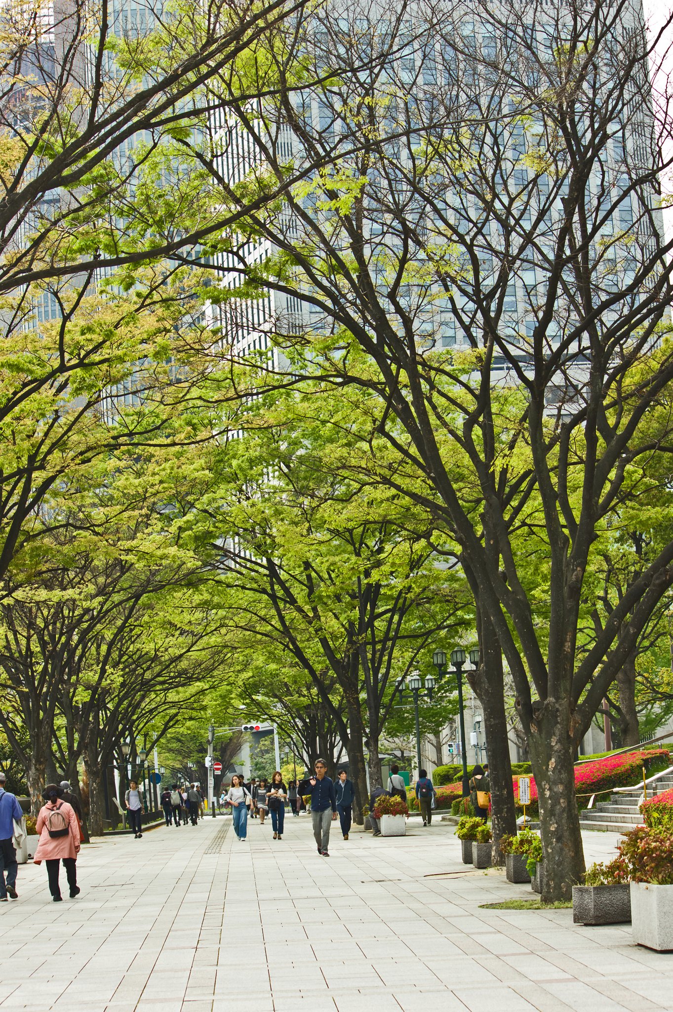 【縦画像】 中之島の春