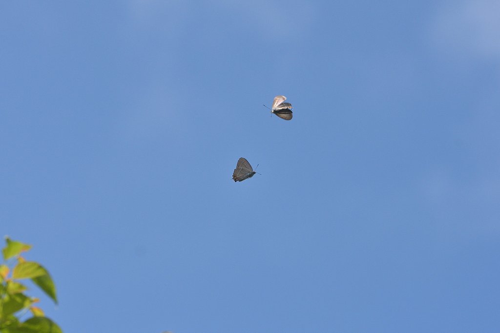 空中戦