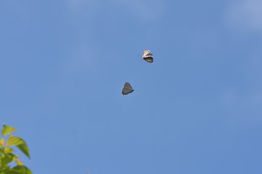 空中戦