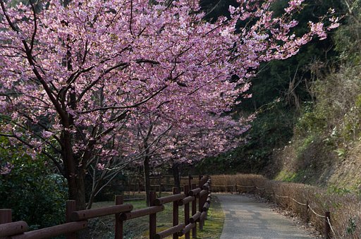桜の径