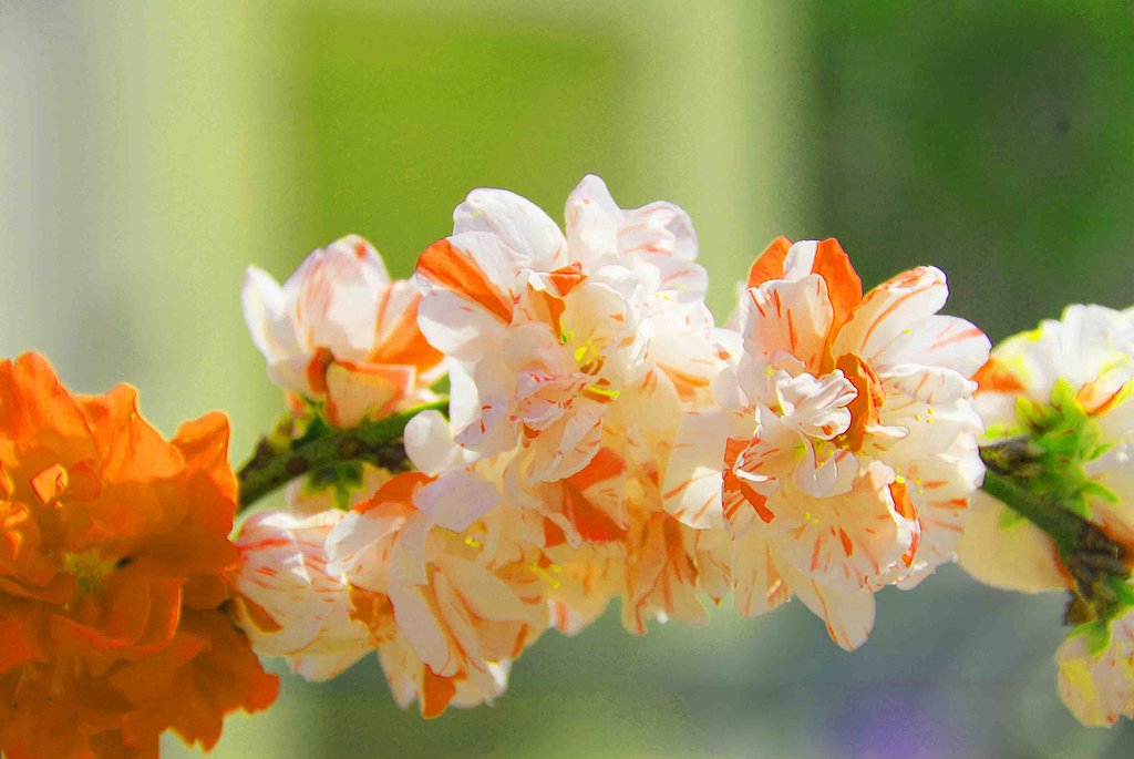 花桃