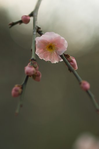 タムロンSP９０mmF２．５マクロ（５２BB 