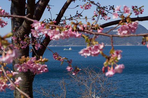 船と桜