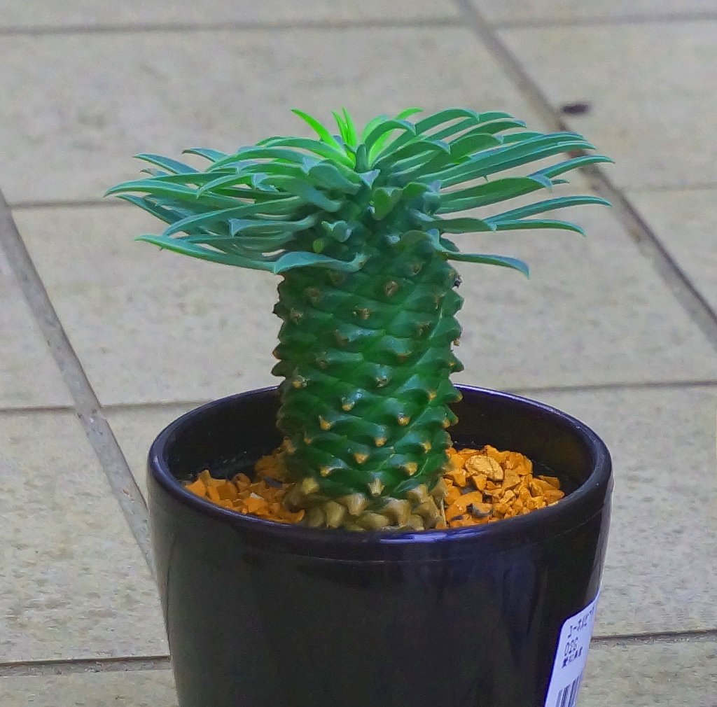 サボテン🌵