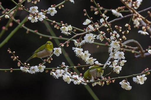 ウメジローズ