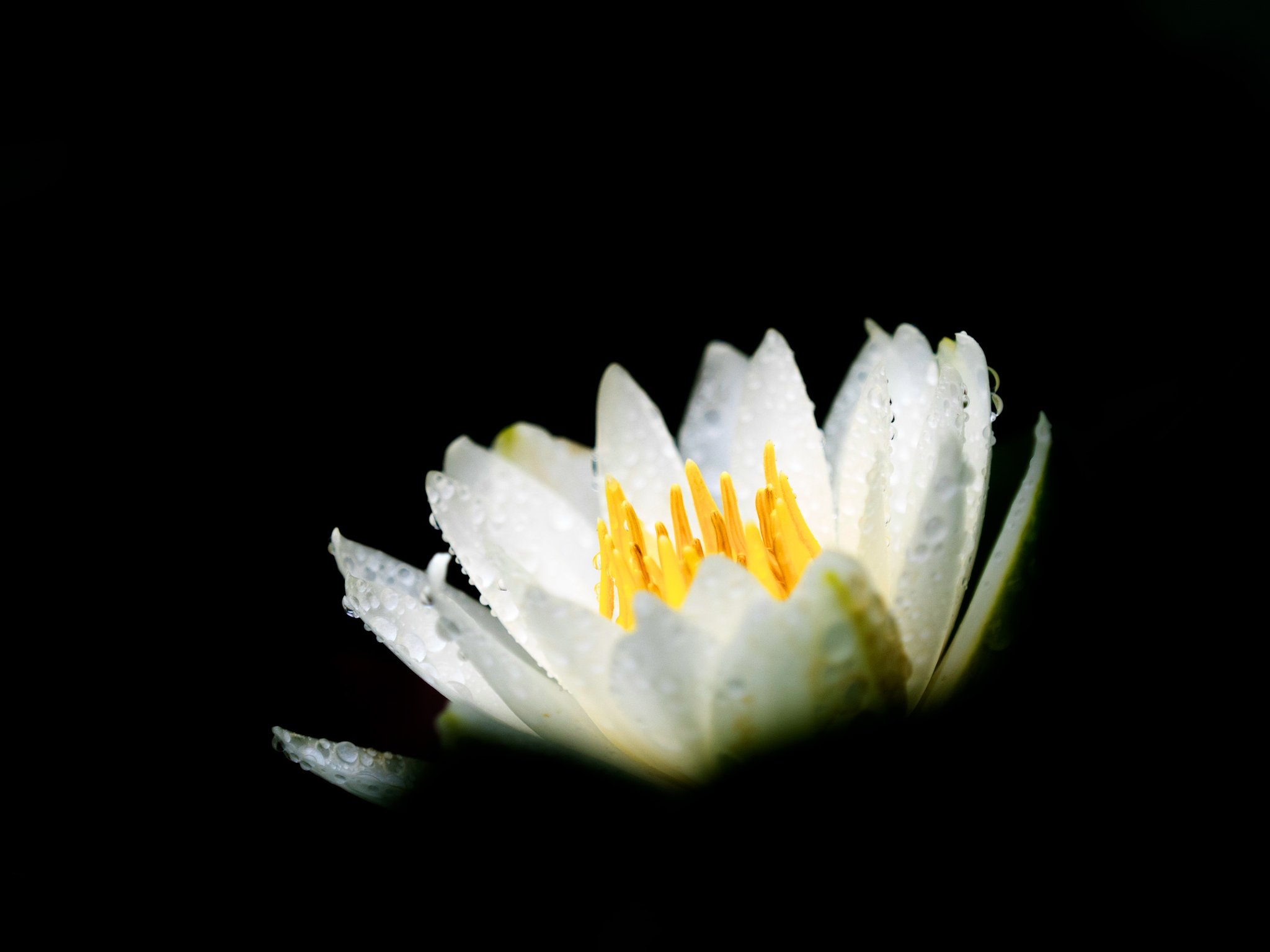 【動感】純白