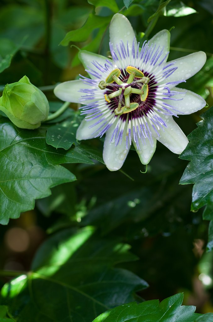 SIGMA MACRO 70mm F2.8